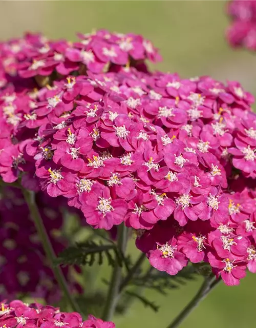Schafgarbe 'Saucy Seduction'