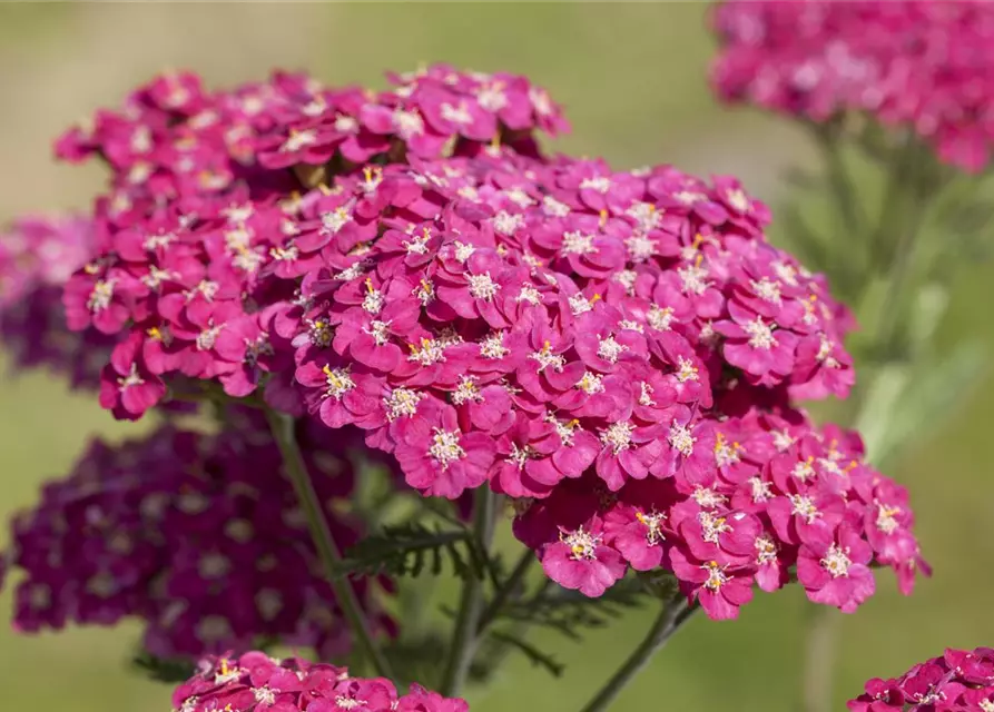 Schafgarbe 'Saucy Seduction'