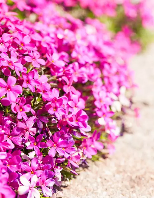 Phlox douglasii 'Crackerjack'