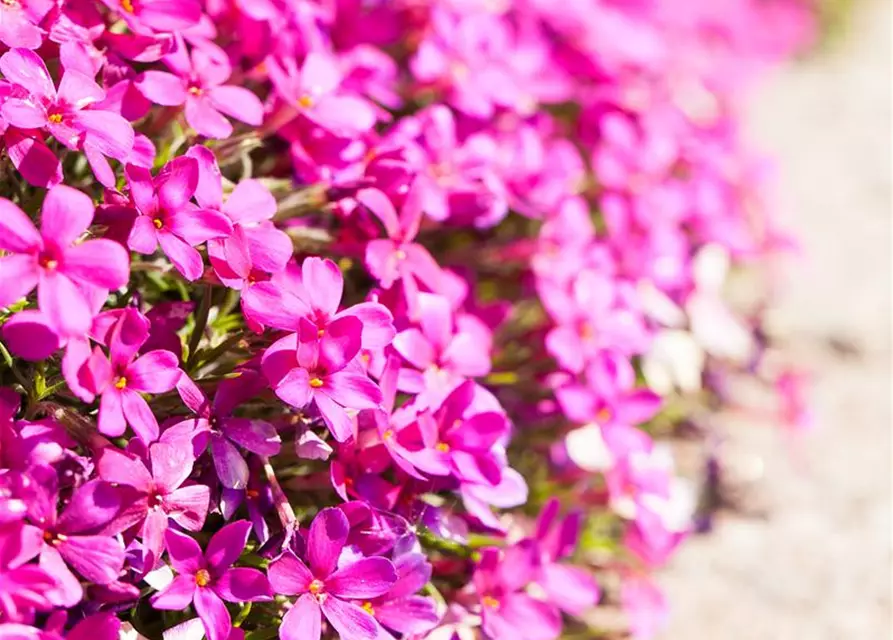Phlox douglasii 'Crackerjack'