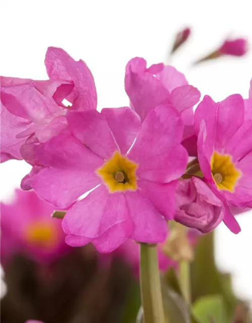 Rosen-Schlüsselblume