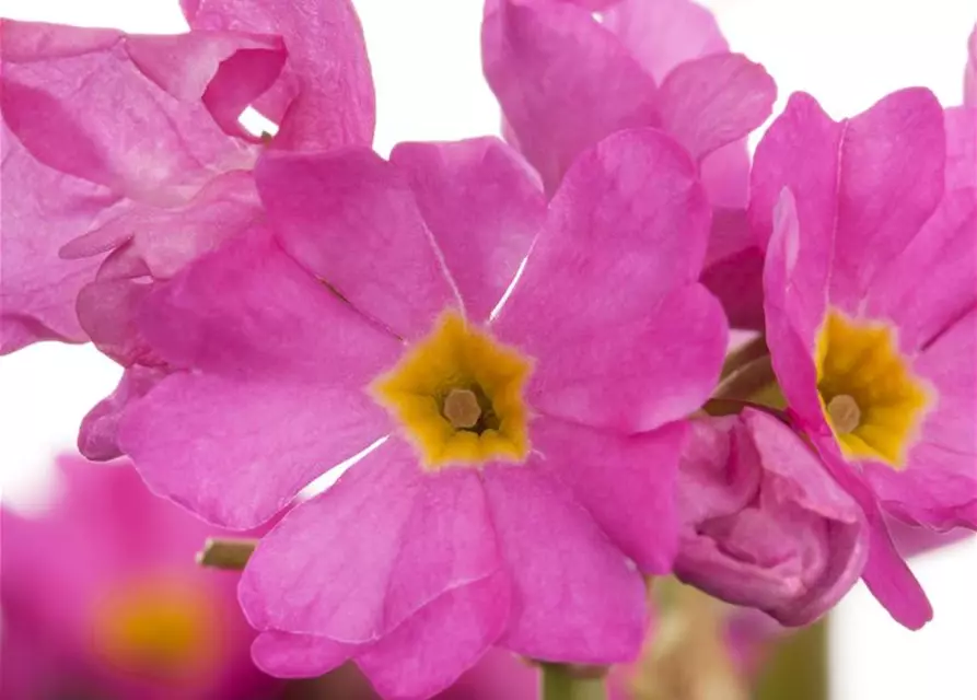 Rosen-Schlüsselblume