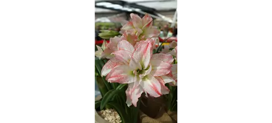 Ritterstern 'Aphrodite'