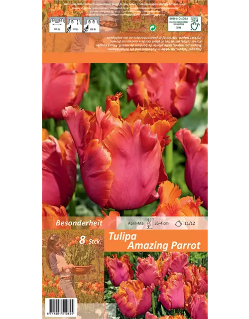 Papageien-Tulpe 'Amazing Parrot'