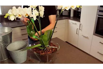Orchidee - Einpflanzen in ein Gefäß