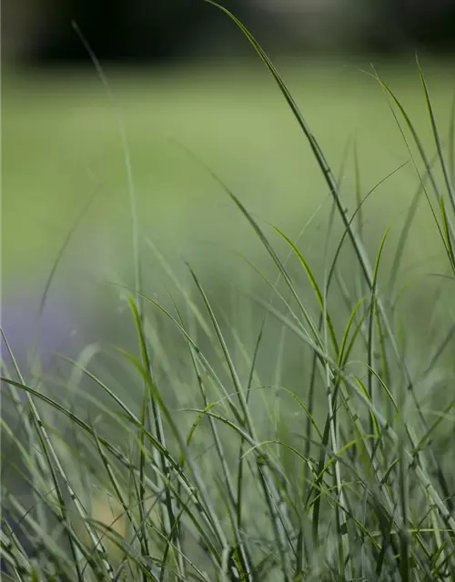 Rasen-Schmiele
