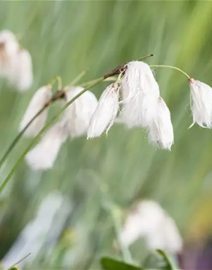 Schmalblättriges Wollgras Schmalblättriges Wollgras