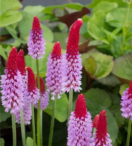 Orchideen-Primel 'Red Hot Poker'