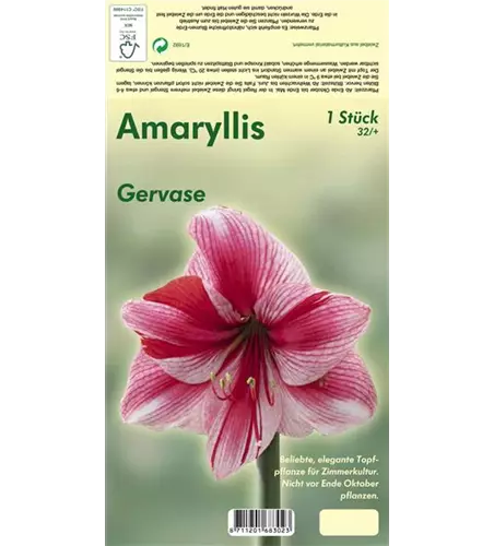 Ritterstern 'Gervase'