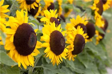 DIE TOP 8 DER HERBSTBLUMEN