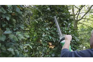 Sichtschutz - Zurückschneiden im Herbst Sichtschutz - Zurückschneiden im Herbst