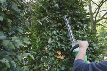 Sichtschutz - Zurückschneiden im Herbst Sichtschutz - Zurückschneiden im Herbst