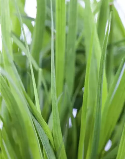 Schwertblättrige Binse Schwertblättrige Binse