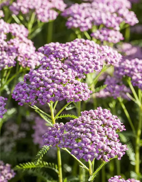 Schafgarbe 'Wonderful Wampee'