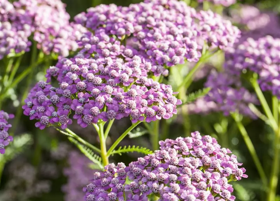 Schafgarbe 'Wonderful Wampee'