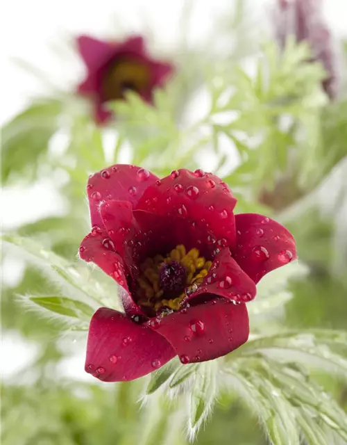 Rotblühende Garten-Kuhschelle 'Rote Glocke'