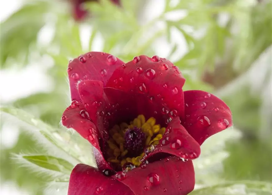 Rotblühende Garten-Kuhschelle 'Rote Glocke'