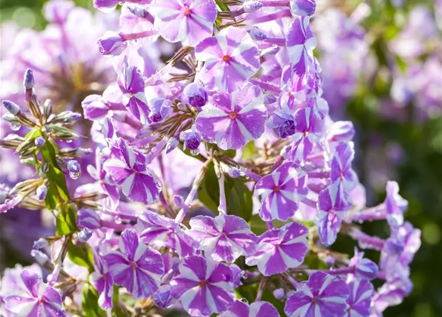 Wiesen-Flammenblume
