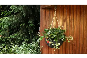 Erdbeeren - Ampel Bepflanzen