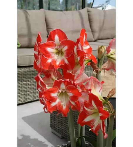 Ritterstern 'Minerva'