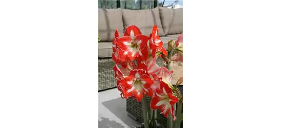 Ritterstern 'Minerva'