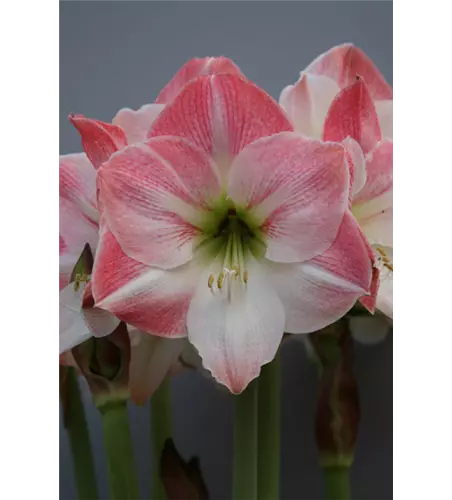 Ritterstern 'Apple Blossom'