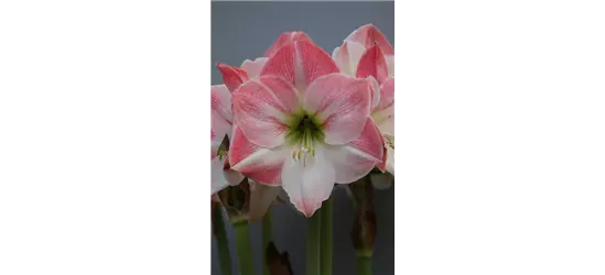 Ritterstern 'Apple Blossom'