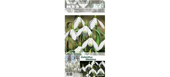 Schneeglöckchen 'Maximus'