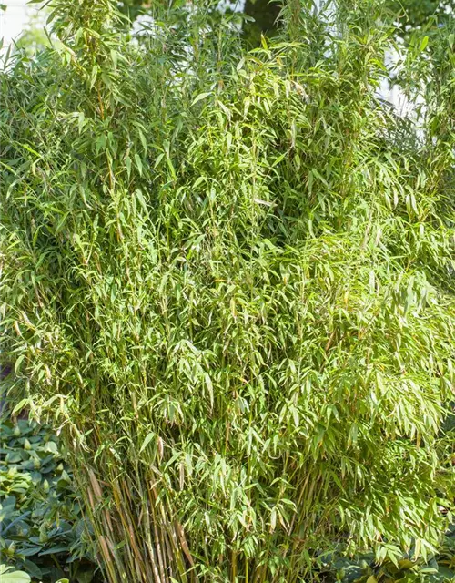 Fargesia murielae 'Standing Stone'®