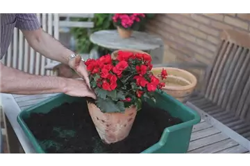 Blumenkübel - Bepflanzen mit Sommerblumen