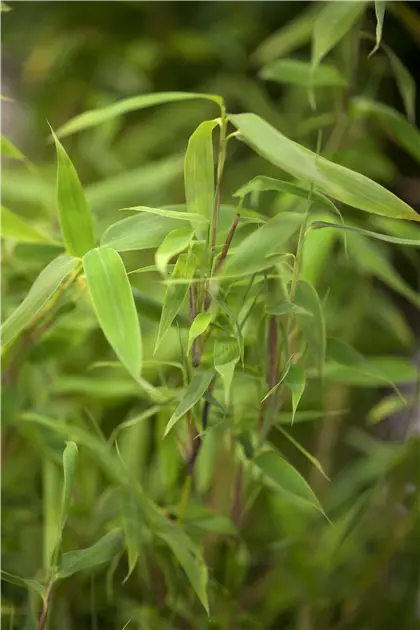 grnlilie direkte sonne Chlorophytum comosum variegatum