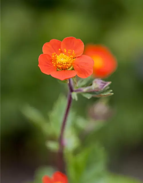 Rotblühende Nelkenwurz 'Koi'