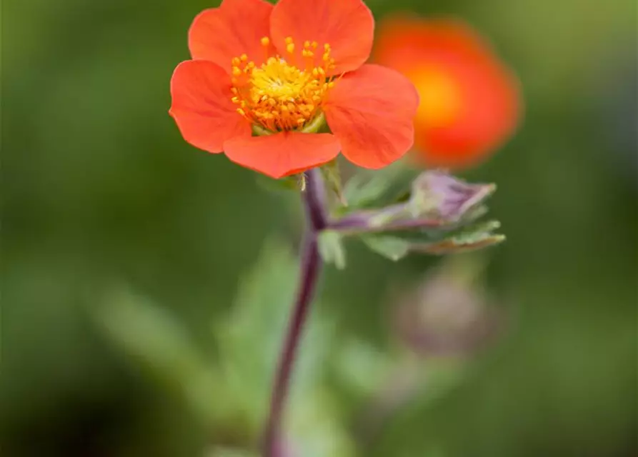 Rotblühende Nelkenwurz 'Koi'