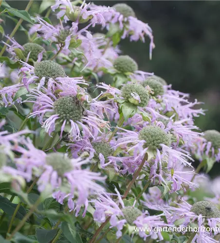 Röhrige Indianernessel