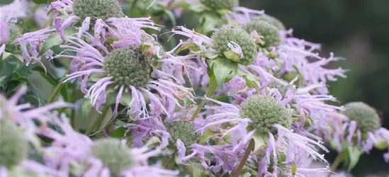 Röhrige Indianernessel