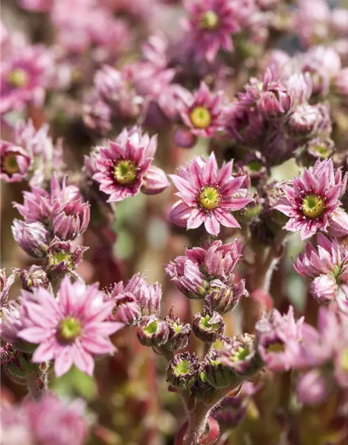 Spinnwebige Steinrose