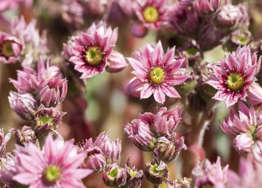 Spinnwebige Steinrose