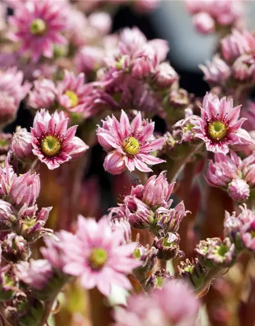 Spinnwebige Steinrose