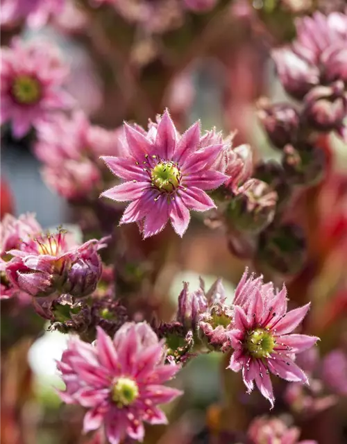 Spinnwebige Steinrose