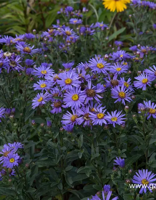 Sommer-Aster