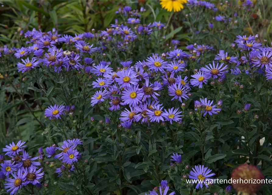 Sommer-Aster