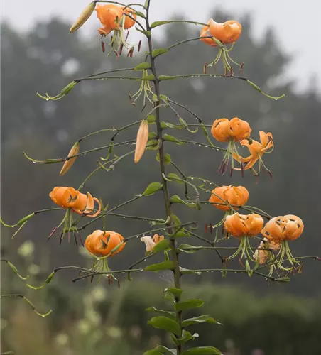 Riesen-Türkenbund-Lilie