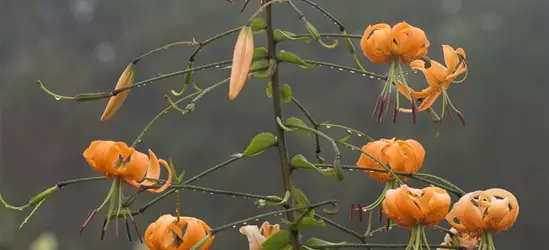 Riesen-Türkenbund-Lilie