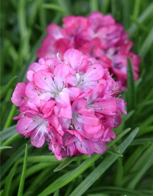 Strand-Grasnelke 'Armada Rose'