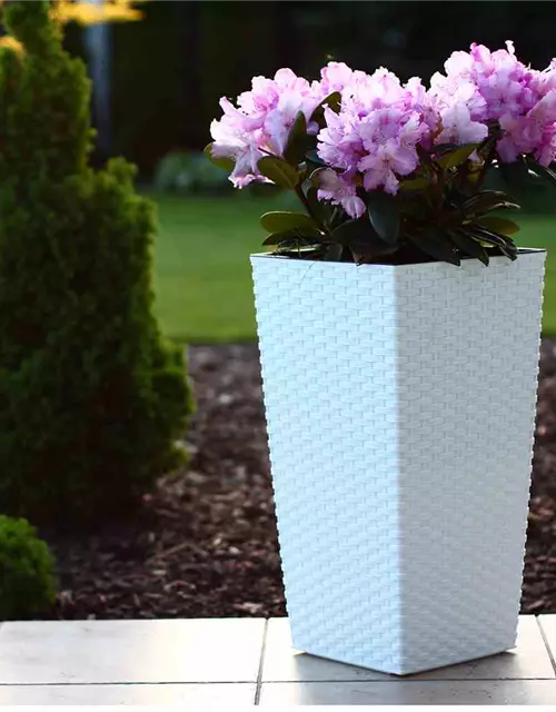 Siena Garden Pflanzkübel Paris, eckig, 25x25x46,5 cm Rattanoptik in weiß Kunststoff