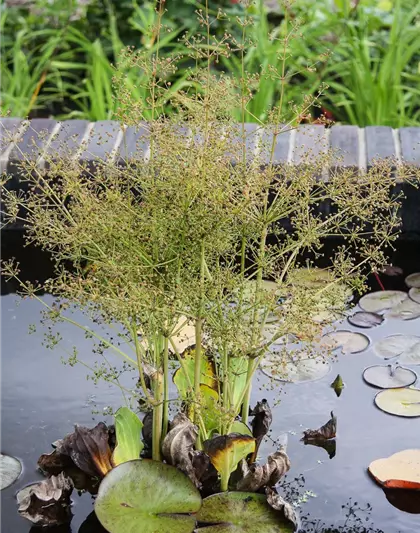 Rundblättriger Froschlöffel Rundblättriger Froschlöffel