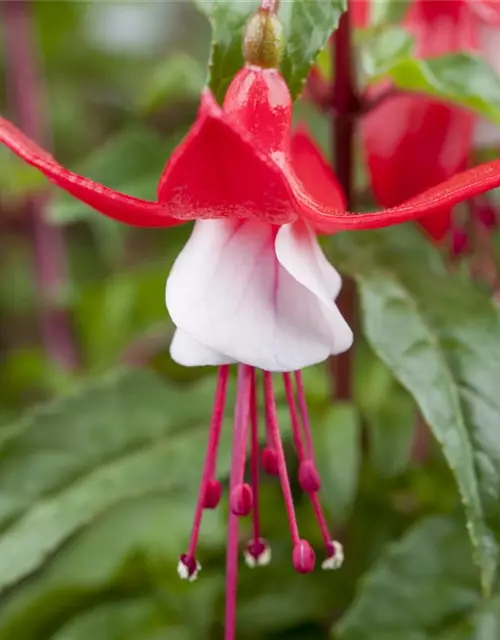 Patagonische Fuchsie 'Madame Cornelissen'