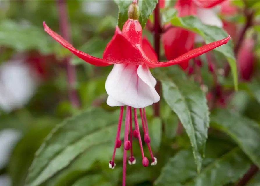 Patagonische Fuchsie 'Madame Cornelissen'