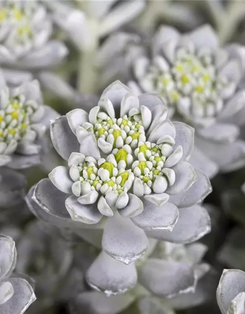 Spatelblättriges Garten-Fettblatt 'Cape Blanco'