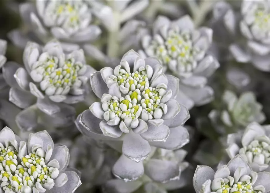 Spatelblättriges Garten-Fettblatt 'Cape Blanco'